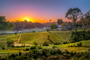 Napa Valley Sunset Victor Jung